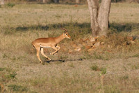 Sabi sand