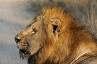 Sabi sand