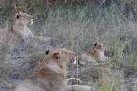Sabi sand