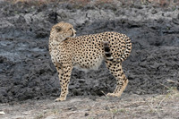 South Africa