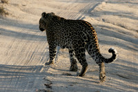 Sabi sand