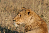 Sabi sand