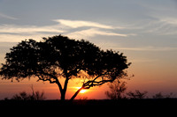 Sabi sand