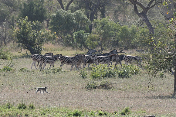Sabi sand